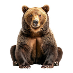 Fototapeta premium Majestic bear in nature wildlife photography outdoors