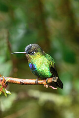 Fiery-throated Hummingbird (Panterpe insignis) on a branch, Costa Rica