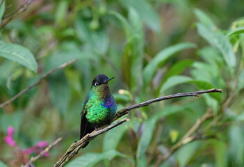 Fiery-throated Hummingbird (Panterpe insignis) on a branch, Costa Rica