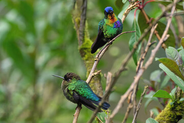 Two Fiery-throated Hummingbirds (Panterpe insignis) on a branch, Costa Rica