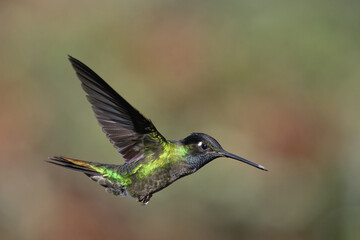Flying Talamanca hummingbird or admirable hummingbird (Eugenes spectabilis), Costa Rica