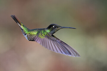 Flying Talamanca hummingbird or admirable hummingbird (Eugenes spectabilis), Costa Rica