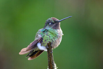 Male Volcano Hummingbird (Selasphorus flammula) perched on a branch, Costa Rica