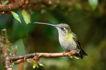 Talamanca hummingbird or admirable hummingbird (Eugenes spectabilis) on a branch, Costa Rica