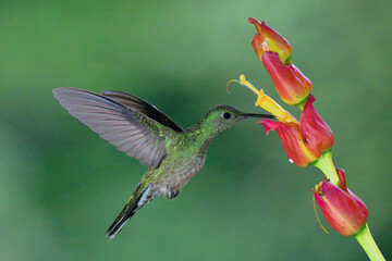 Female White-necked Jacobin (Florisuga Mellivora) drinking nectar from a flower, Costa Rica