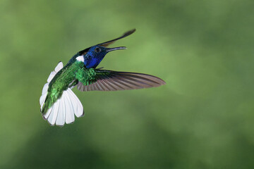 Flying male White-necked Jacobin (Florisuga Mellivora), Costa Rica