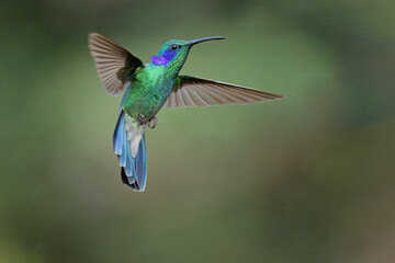 Fototapeta premium Flying Lesser violet-ear Hummingbird (Colibri cyanotus), Costa Rica