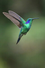 Flying Lesser violet-ear Hummingbird (Colibri cyanotus), Costa Rica