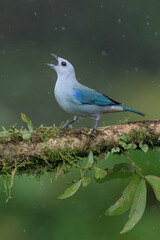 Blue-gray tanager (Thraupis episcopus) on a branch under rain, Costa Rica