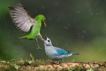 Blue-gray tanager (Thraupis episcopus) quarrelling with a Green Honeycreeper (Chlorophanes spiza) on a branch under rain, Costa Rica