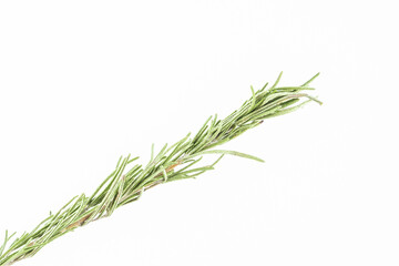 Dried spice rosemary on white background