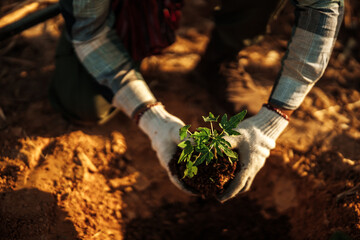 A gardener is planting a papaya tree in the ground.