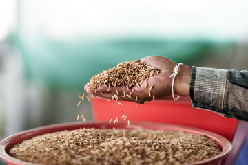 A farmer is pouring rice into a rice mill. © Charnchai saeheng