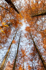 autumn trees in forest