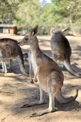 australian kangaroo mammal wallaby