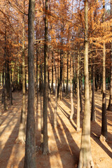 path in autumn forest
