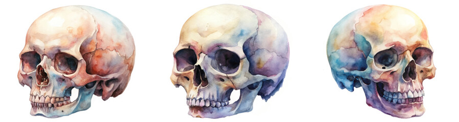 Obraz premium Watercolor skull illustrations, artistic anatomy study, vibrant colors, educational art, anatomical reference.