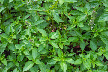 Ocimum Basilicum – Fresh Green Basil Plant with Small Flowers for Culinary and Herbal Use