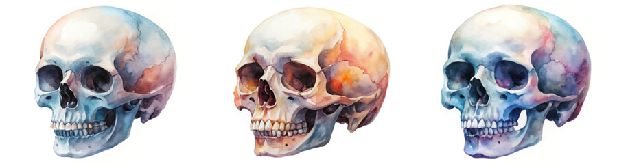 Watercolor skull illustrations, artistic anatomy study, vibrant colors, detailed shading, medical art, educational resource.