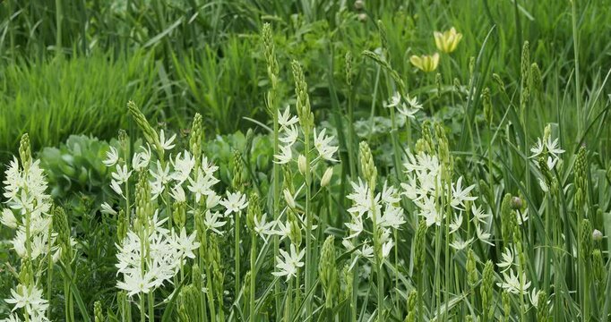 Camassia quamash | Camas - Camash - Wild hyacinth - Bear's grass - Swamp sego. Magnificent white star-shaped  inflorescence in clusters a top of sturdy stems, striking feature in garden