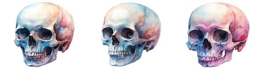 Watercolor skull illustrations, artistic anatomy study, colorful design elements, educational art, medical illustration style.