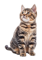 cat isolated on white background