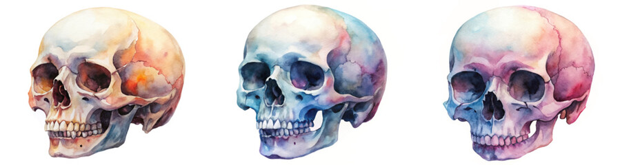 Watercolor skull illustrations, artistic anatomy study, colorful design elements, educational purpose, medical art style.