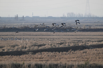 flock of birds on the beach