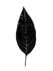 leaf black and white, on transparent background