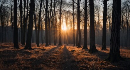 Obraz premium Forest in late afternoon during winter sun low creating long shadows between the trees