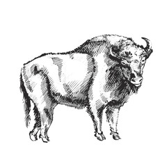 Hand-Drawn Bison Illustration vector black and white