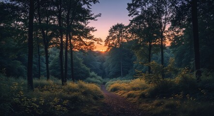 Forest in twilight during late summer with soft shadows and leaves rustling