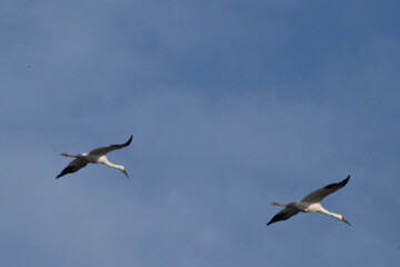 birds in flight