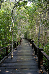 The magic of roots and foliage in Pran Buri National Park