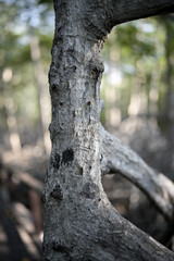 The magic of roots and foliage in Pran Buri National Park