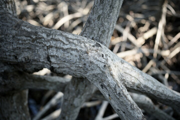 The magic of roots and foliage in Pran Buri National Park