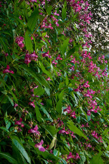 Obraz premium beautiful pink flowers on a green background