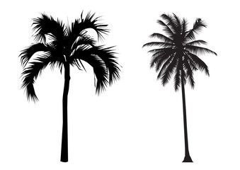  A stylish black silhouette of a palm tree with coconuts, evoking a tropical beach vibe. Ideal for vacation-themed designs, posters, and merchandise.