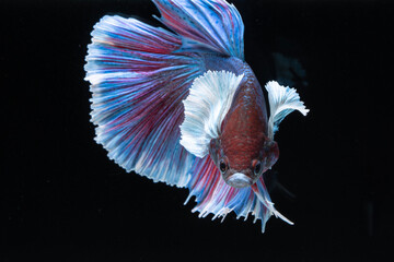 Siamese fighting colourful betta fish swimming graciously in water on black background
