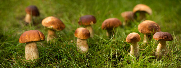 grzyb prawdziwek, borowik szlachetny, grzyby w lesie. Whild Mushrooms © meegi