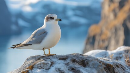 Seagull perched on rocky outcrop scenic coastal landscape nature photography tranquil seaside environment close-up view