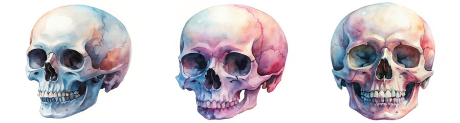 Obraz premium Watercolor skull illustrations, artistic style, vibrant colors, anatomical study, educational purpose, detailed design.