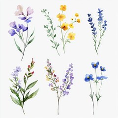Set of watercolor wildflowers painting isolated on clear png background and transparent background. Fresh and nature concept for nature decorative and flower element, AI generative.