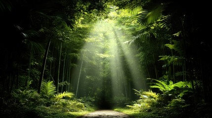 A lush bamboo forest with towering green stalks stretching towards the sky. Soft beams of sunlight filter through the dense canopy, casting dappled light onto the mossy ground.