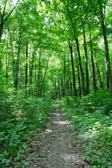 a path is in the green forest