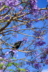 Black corvus bird on a jacaranda tree