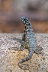 Lizard perched on a rock with detailed scales.