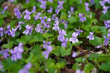 Fototapeta premium Small violets among green leaves in ornamental plant nursery and botanical garden in spring as a concept for creating natural landscapes