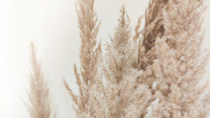 close up of pampas grass interior skin tone colors beside a wall 