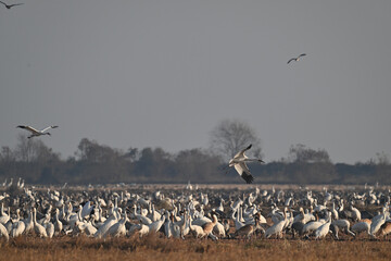 pelicans in flight
